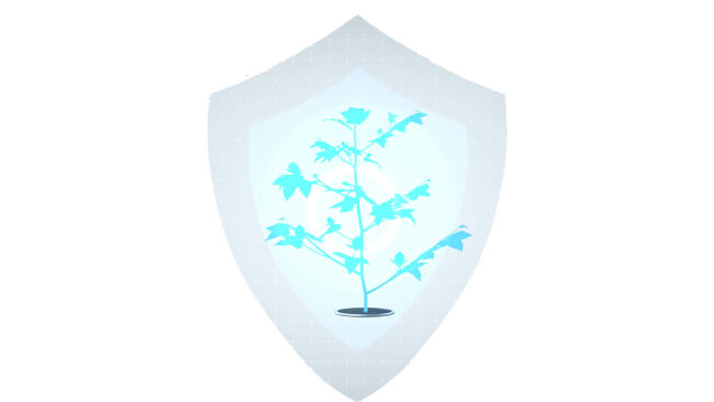 A illustration of a cotton plant within a blue shield with gray outline
