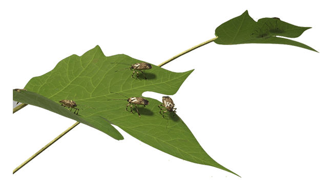 Two leaves with several insects on them against a white background