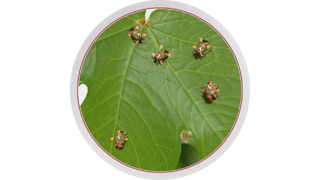 Circular image of small insects on a green leaf