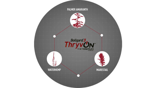Ciruclar diagram with Bollgard 3 ThryvOn XtendFlex logo, connecting images of Palmer Amaranth, Waterhemp, and Marestail