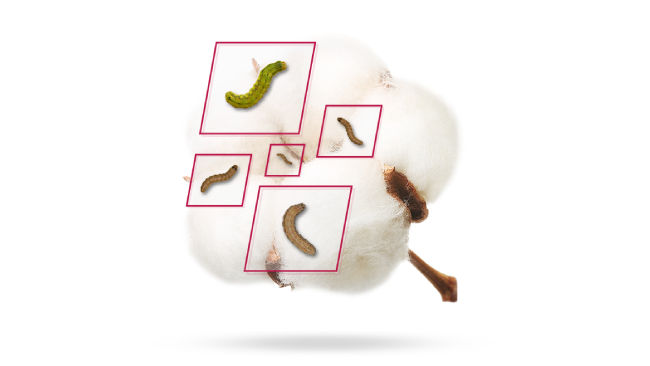 A cotton boll with multiple types of brown and green caterpillars, highlighted by pink boxes