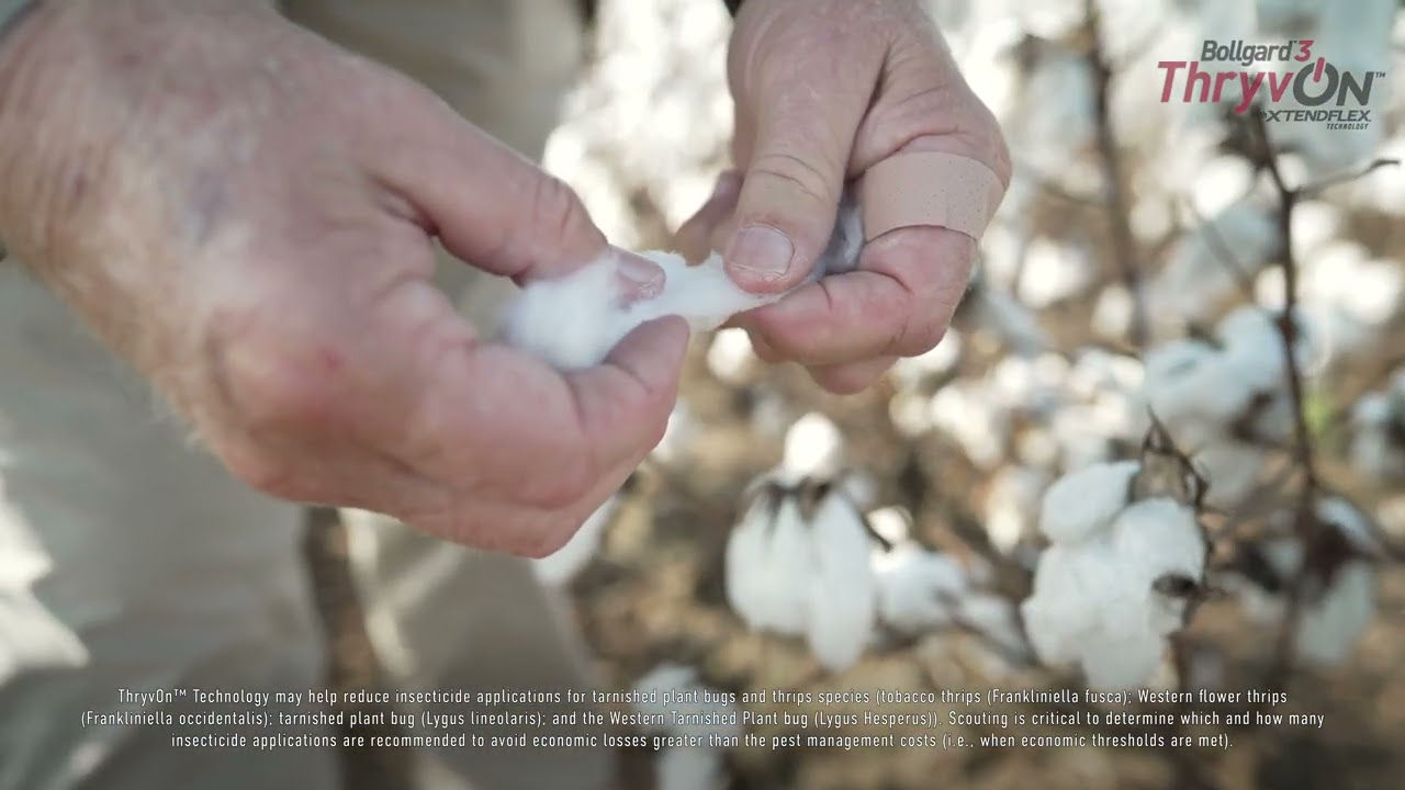 Hands examining raw cotton in a field 