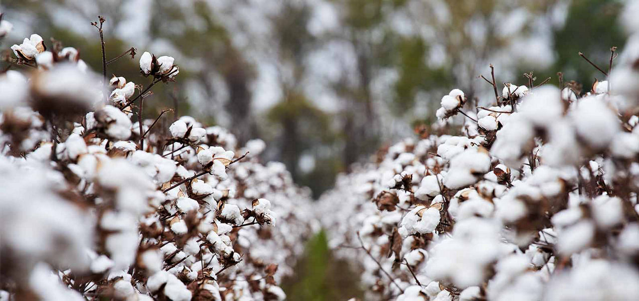 Rows of cotton plants fully bloomed in a field