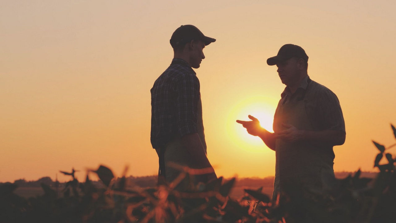 Two male farmers in baseball hats stand talking in a field with the sun setting behind them. There are tall plants around them. 