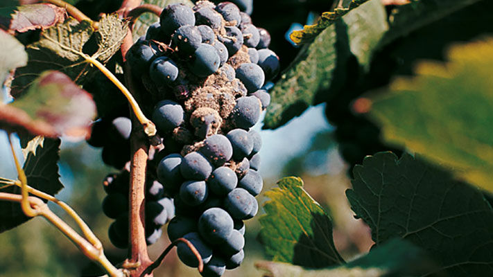 Often the most common and damaging of the bunch rot diseases, botrytis bunch rot can significantly reduce yield and quality of both wine grapes and table grapes.