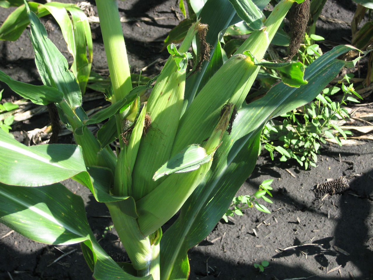 Bouquet corn ears in a row of corn