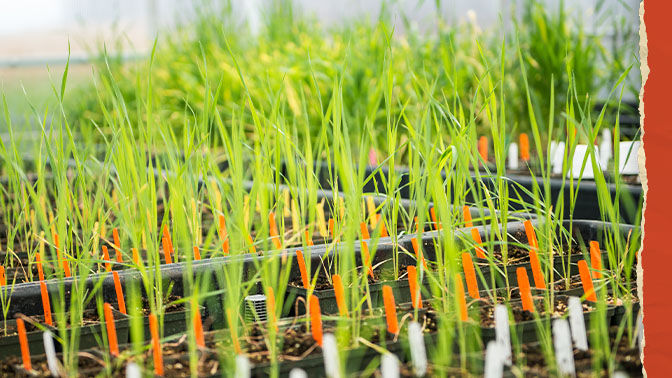 Breeding wheat
