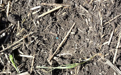 field was harrowed which improves seed to soil contact