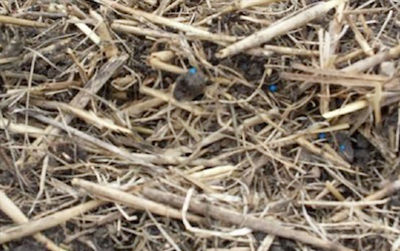 canola broadcast onto fairly heavy residue