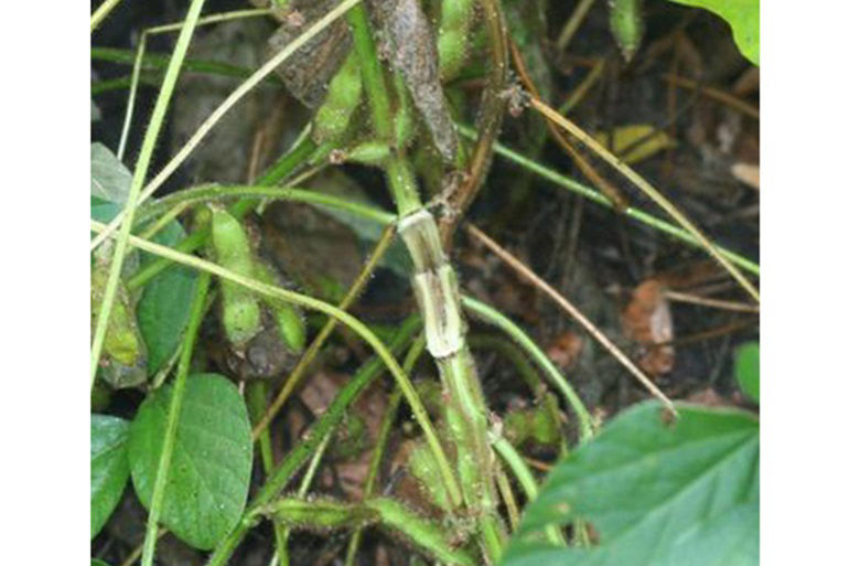  Brown stem rot causes a progressive browning of vascular and pith tissues.