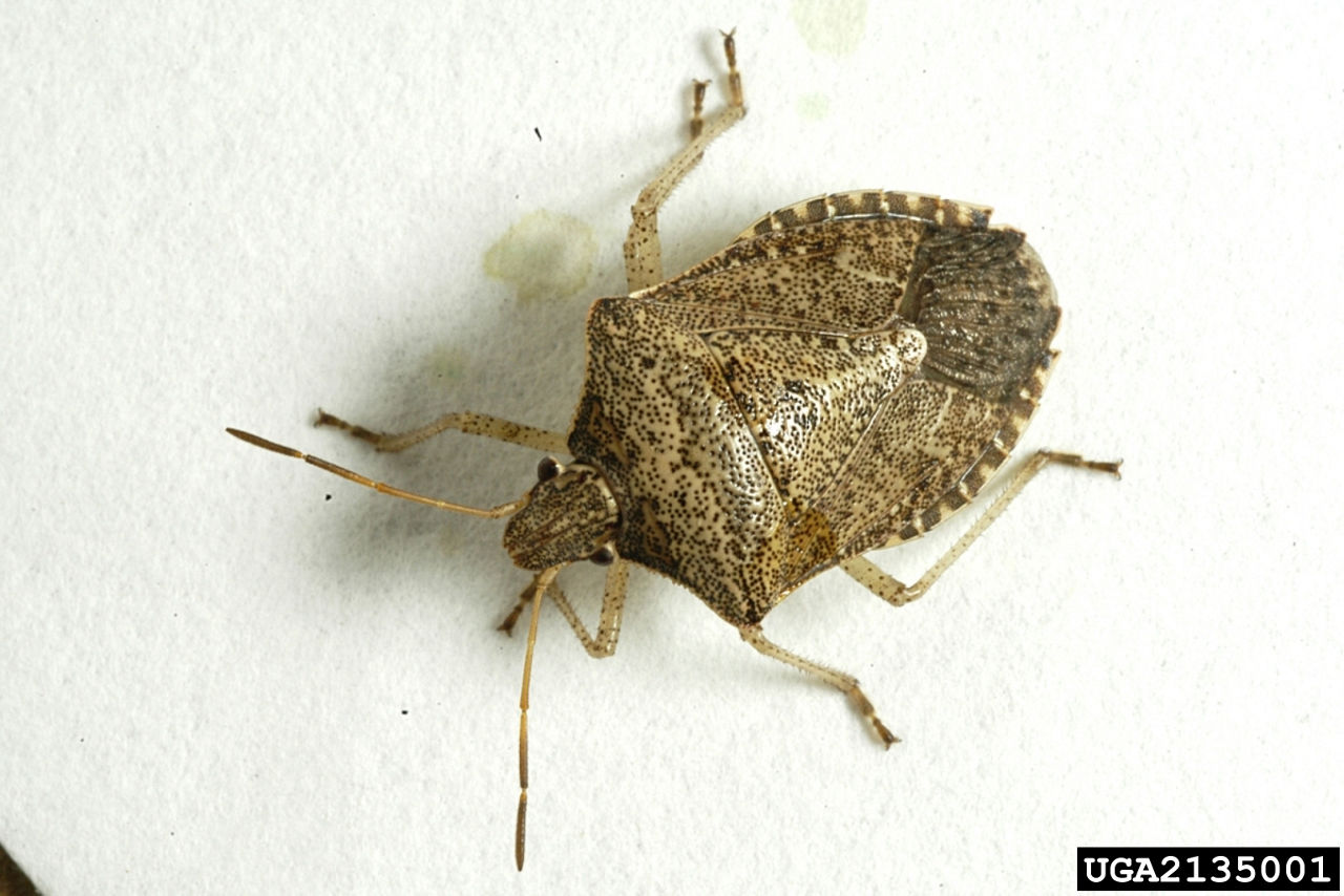 Close-up of a brown stink bug