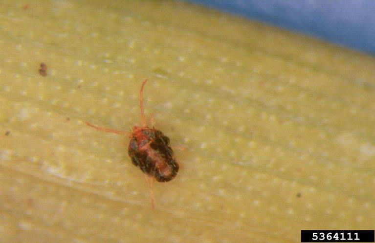 Magnified image of brown wheat mite.