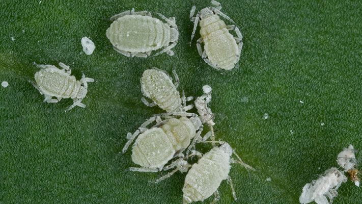 Also known as grey cabbage aphid, cabbage aphid is a pest to both horticultural brassica and broadacre canola crops.
