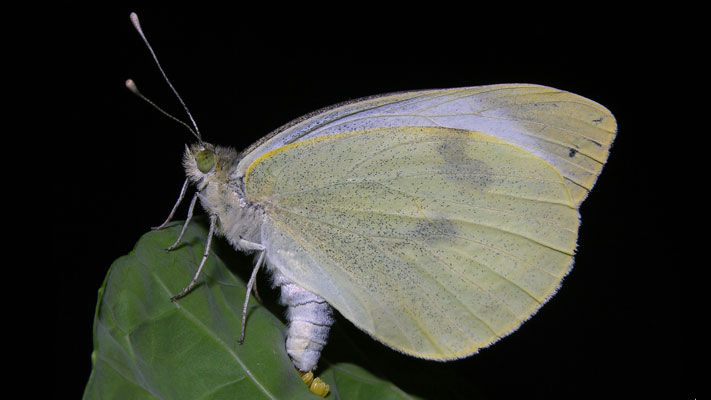 Cabbage white butterfly (CWB) is a common pest of brassica vegetable crops in Australia.