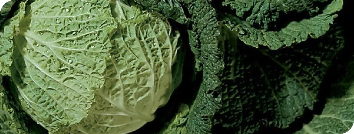Brassicas – Cabbage