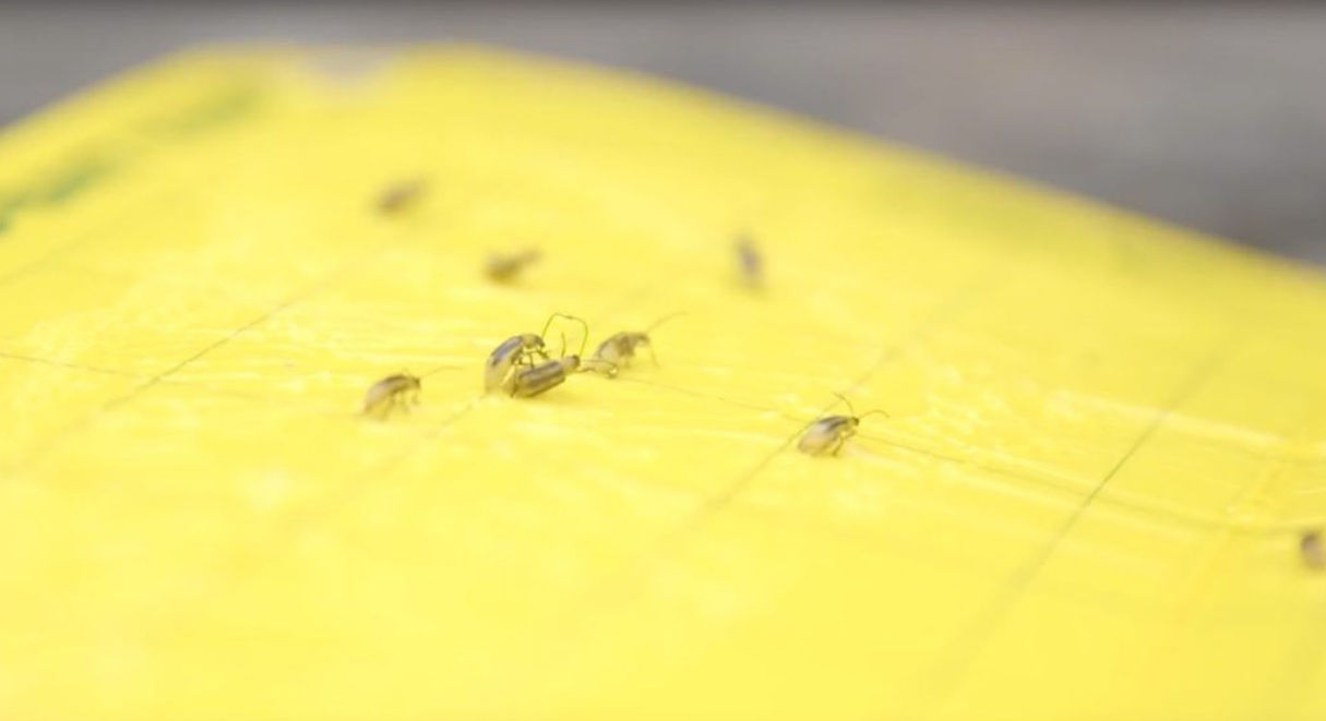 Close-up of a yellow sticky trap with several small beetles caught on its surface.