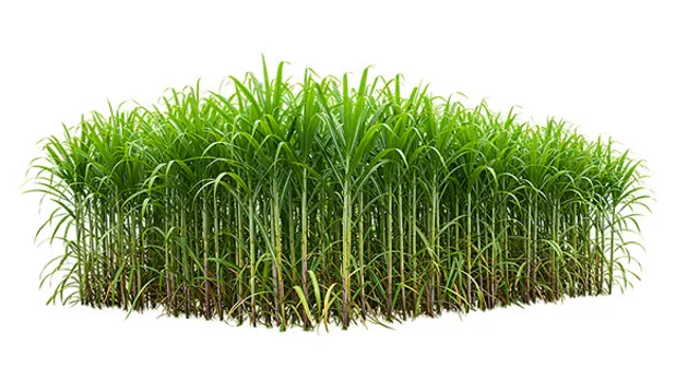 Feature Section Image