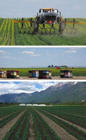 A sprayer tractor trims plants in a green leafy field. Bee houses are also shown in the next image beside a healthy field, and seed tents in the background.