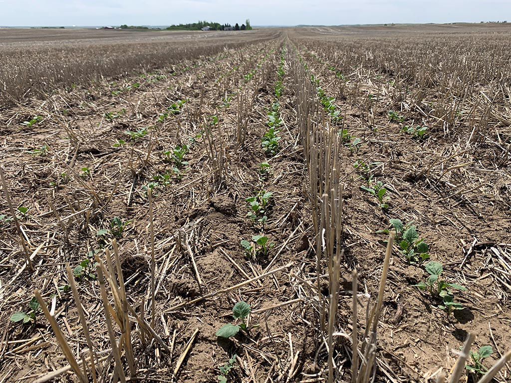 This image is showing uniform rows of canola at the two to three leaf stage