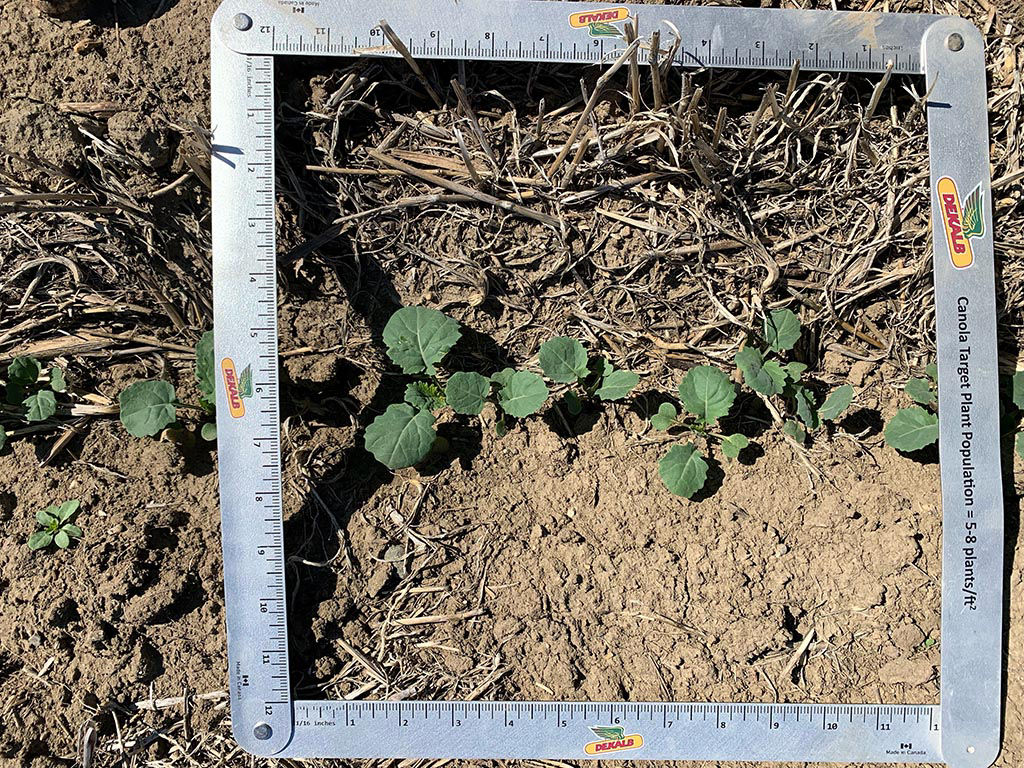 This image is showing the amount of canola plants per square foot, also known as plant population