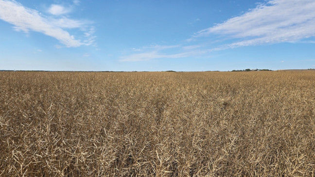 A vast canola field sprawling towards a bright blue sky on the horizon.