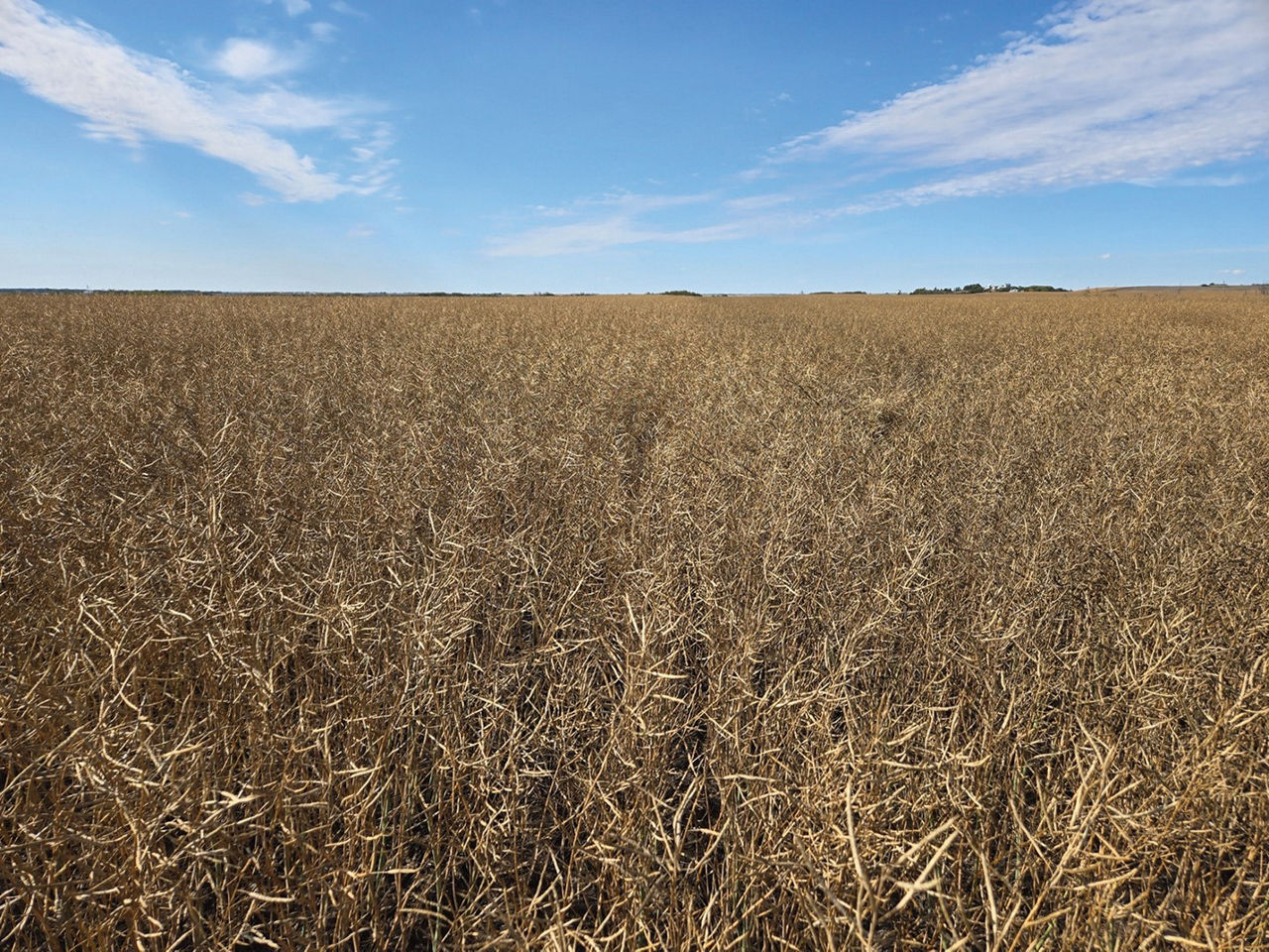 A vast canola field sprawling towards a bright blue sky on the horizon.