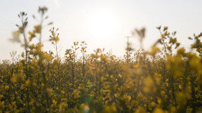 A field of yellow flowering canola with a sunny sky above. 