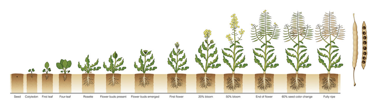 Canola growth stages