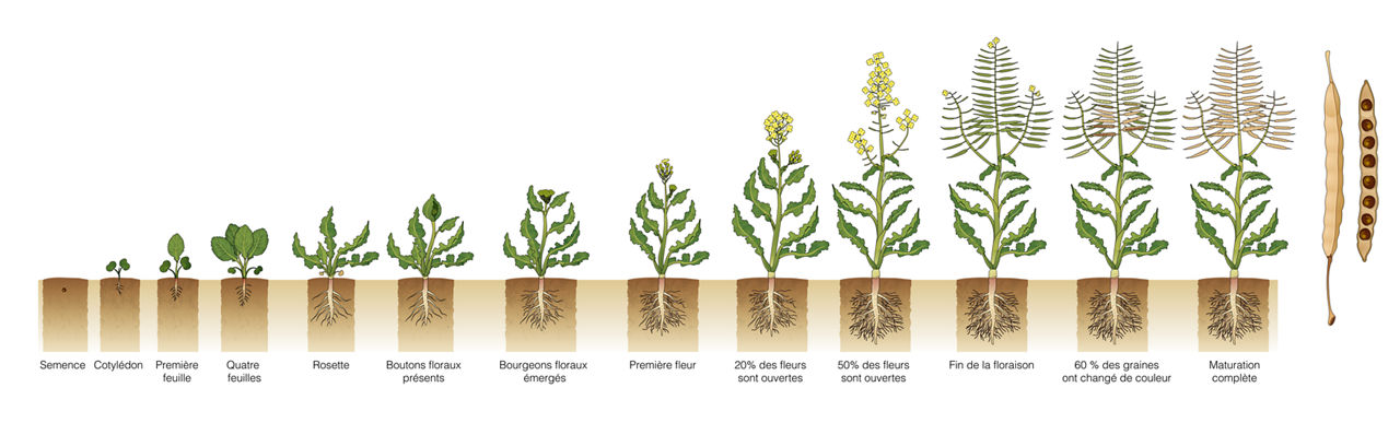 Les stades de croissance du canola