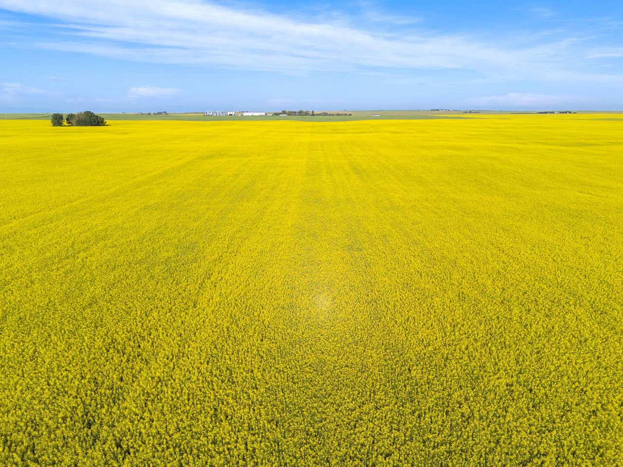 A vast canola field in full bloom with bright yellow flowers under a clear blue sky, showcasing the expansive prairie landscape and distant farm buildings on the horizon. 