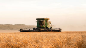 Cereal crop being combined at harvest. 