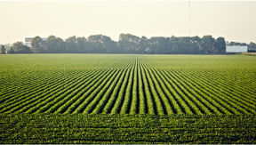 A fertile farm field with neatly planted rows of crops 