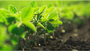 Closeup of soybean plants sprouting on a farm 