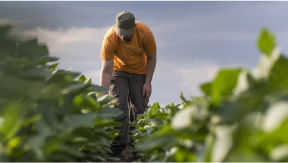 A farmer bends down to inspect growing crops, against a blue sky background 