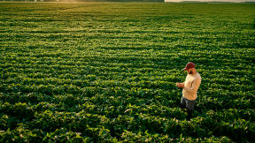 Farmer standing in a green field examining a crop.  