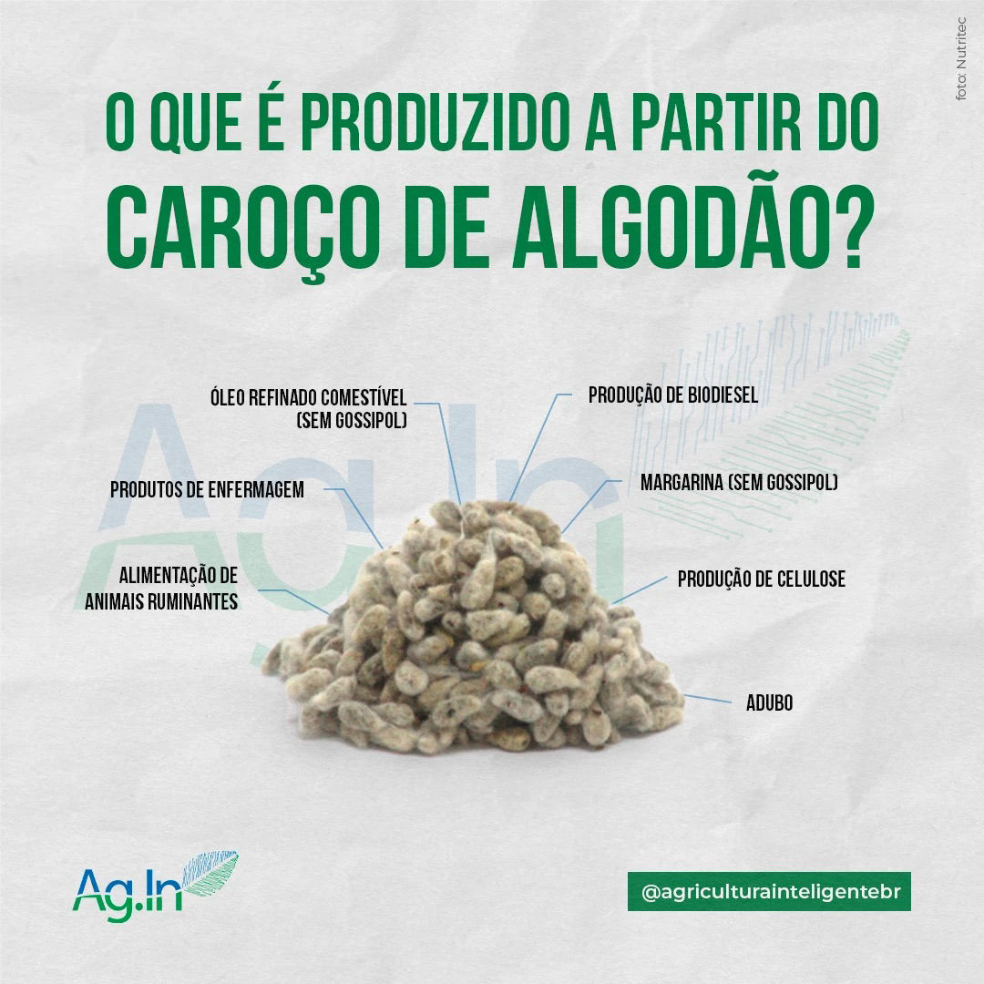 foto: Nutritec O QUE É PRODUZIDO A PARTIR DO CAROÇO DE ALGODÃO? ÓLEO REFINADO COMESTÍVEL (SEM GOSSIPOL) PRODUÇÃO DE BIODIESEL PRODUTOS DE ENFERMAGEM ALIMENTAÇÃO DE ANIMAIS RUMINANTES MARGARINA (SEM GOSSIPOL) PRODUÇÃO DE CELULOSE ADUBO