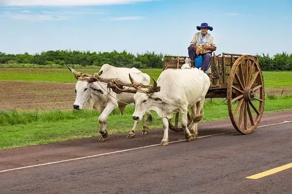 Na Agricultura 1.0, o transporte de insumos e da produção era feito por carros de boi