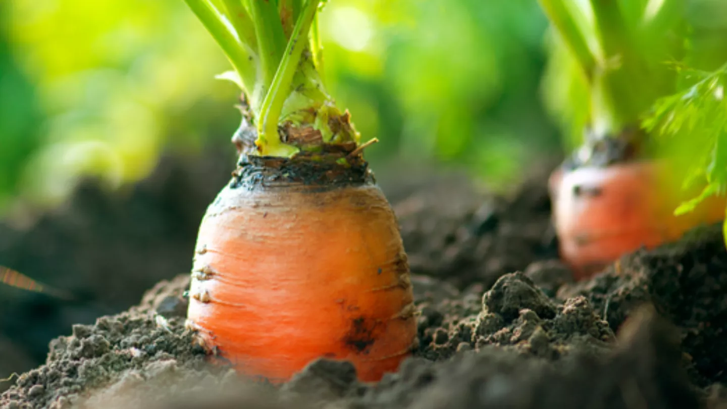 crop protection products in Carrots