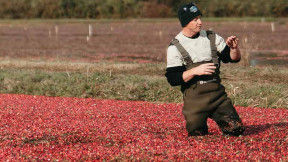 A farmer stands in a cranberry field with water and berries up to their knees. The berries are bright red with some green leaves mixed in. 