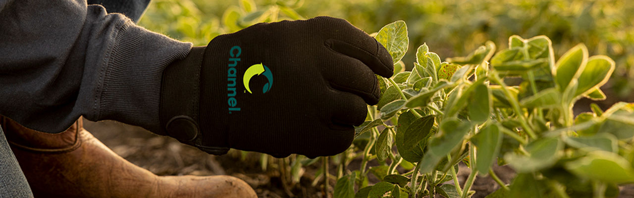 A closeup view of Channel Seedsman examining a plant wearing Channel branded gloves