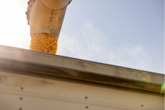 Corn kernels being unloaded from a chute into a grain container against a blue sky