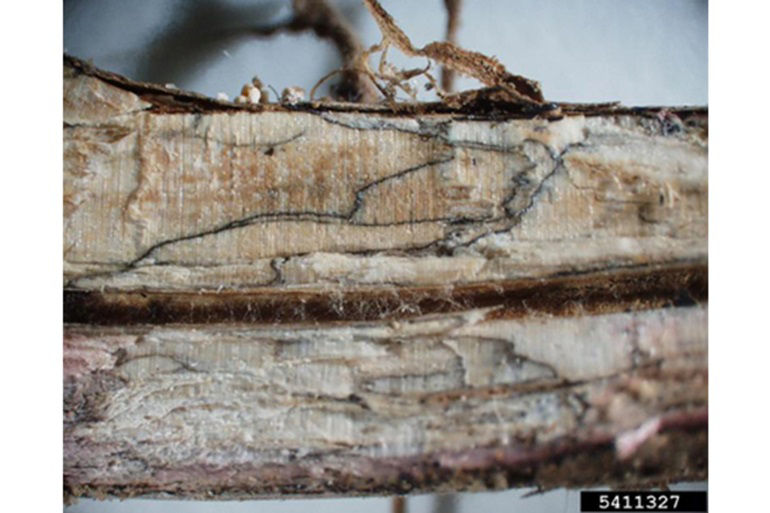  Infected plants wilt and die prematurely in August; the cortex tissues of the taproot and lower stems are usually discolored.