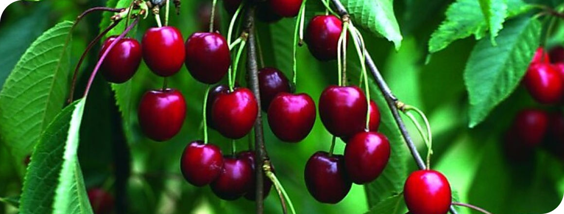 cherries