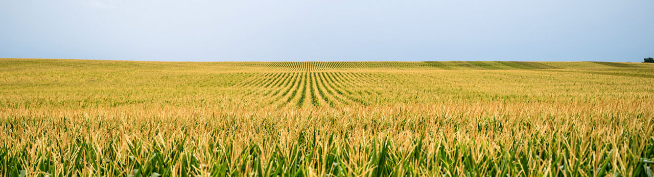 Imagem de uma fazenda