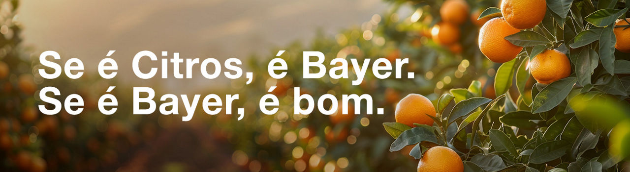 Plantação de Citros ao nascer do sol com a frase "Se é Citros, é Bayer. Se é Bayer, é bom!
