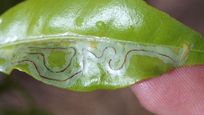 Originating from eastern and southern Asia, the larvae of the citrus leafminer (CL) infests all types of citrus trees, causing twisting and curling of leaves.