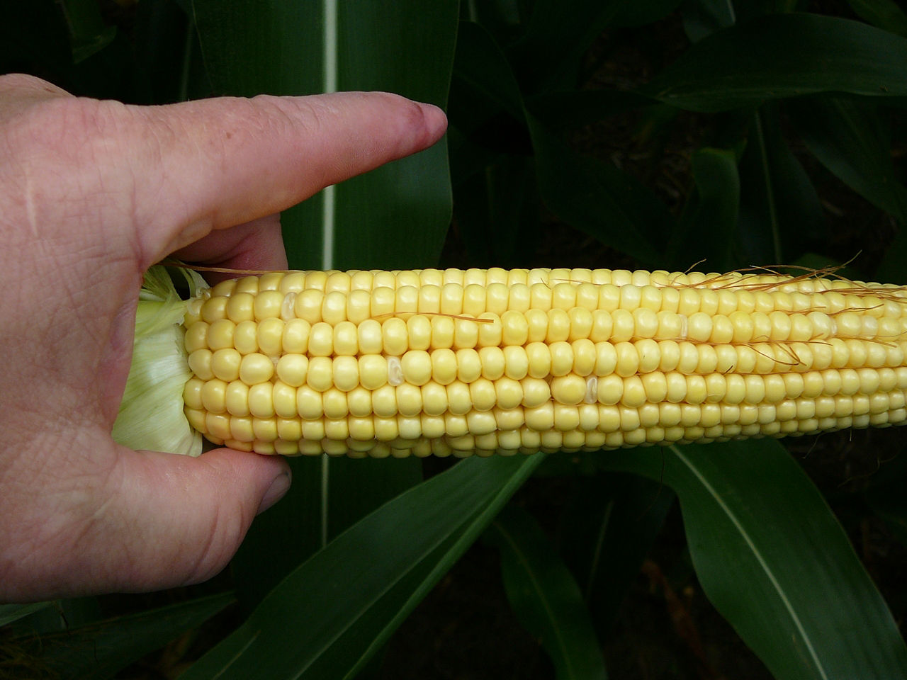 Clear corn kernels on ear of corn.