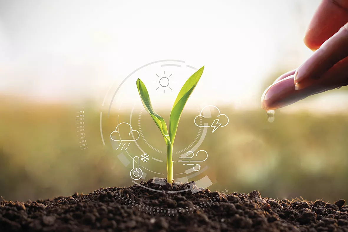 The sprouts of corn were growing and there was a technology icon around it, while the man's hand was gently touching.