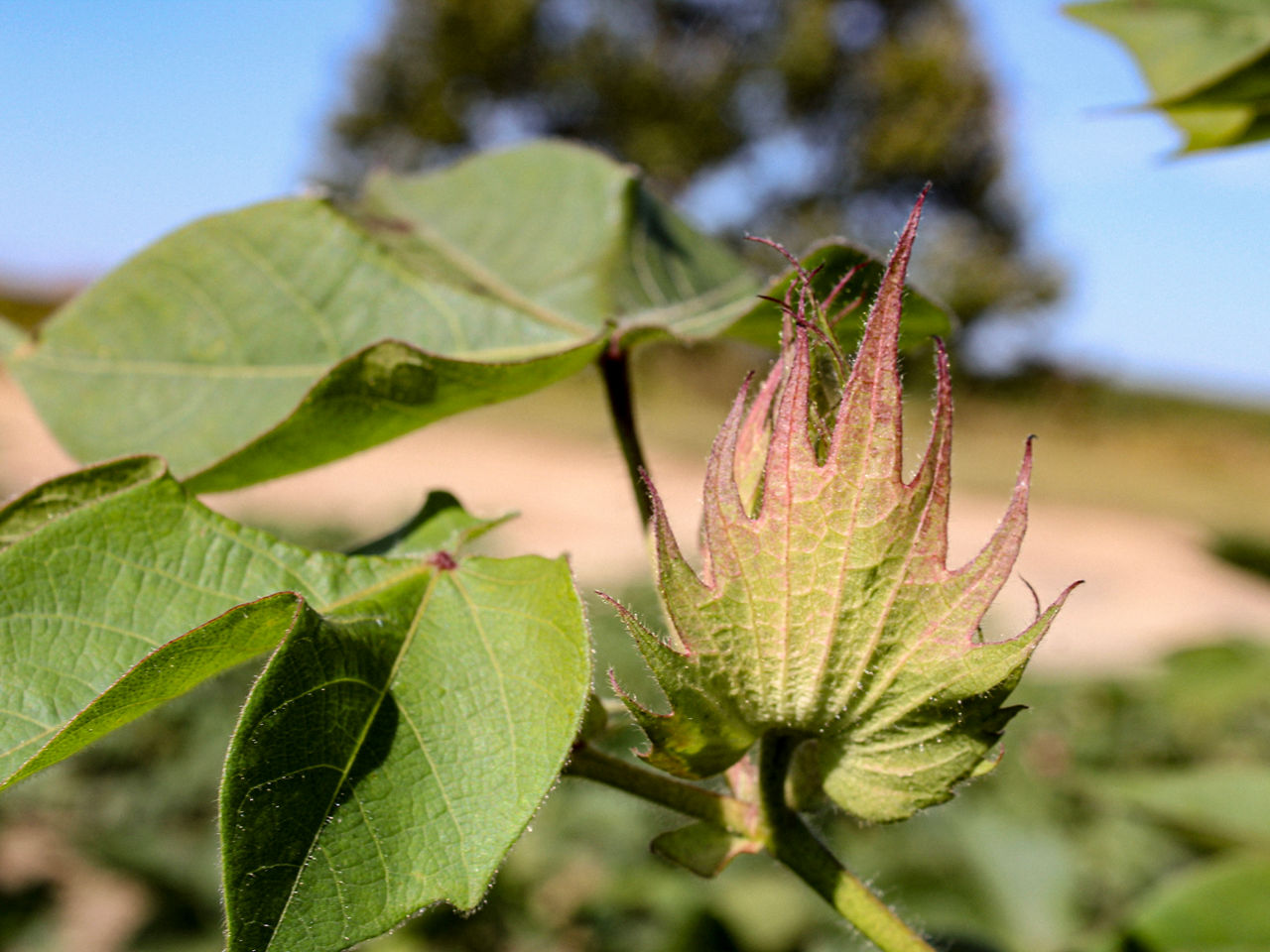 Close up cotton plant square with field blurred in the background
