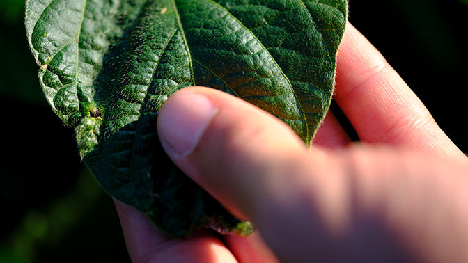 A close-up of a hand touching a soybean leaf
